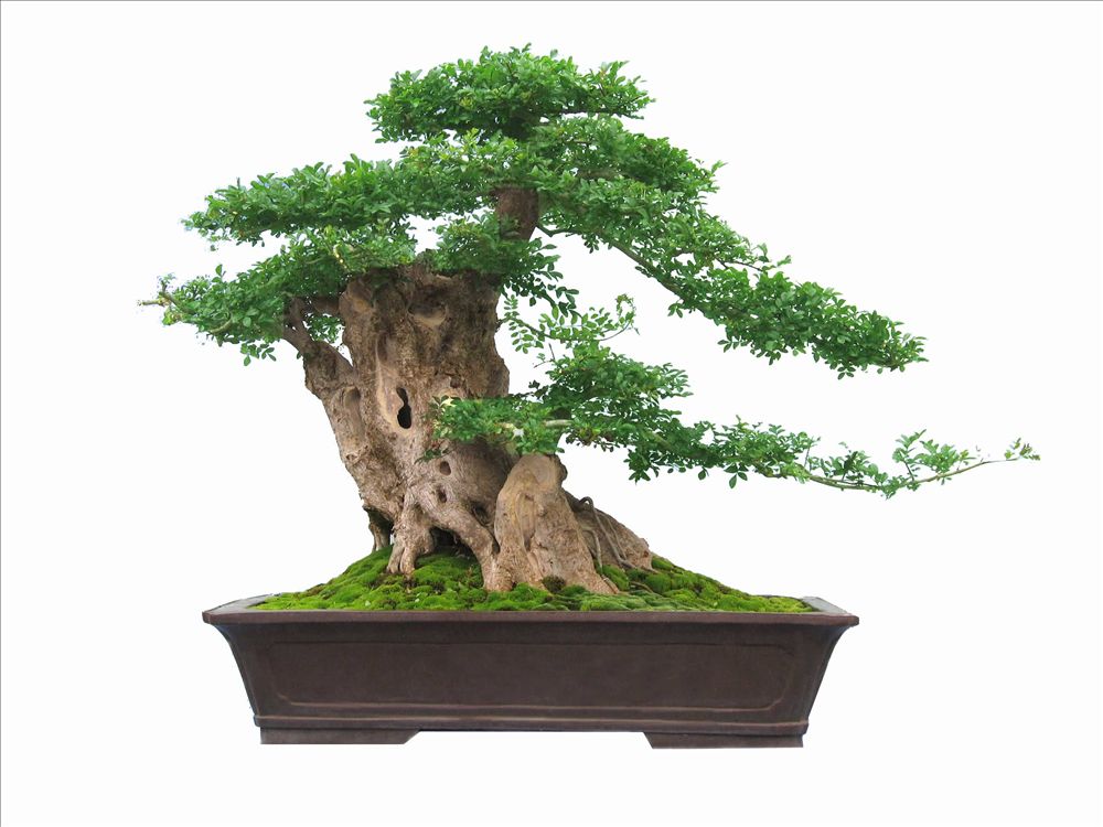 盆景造型 盆景造型