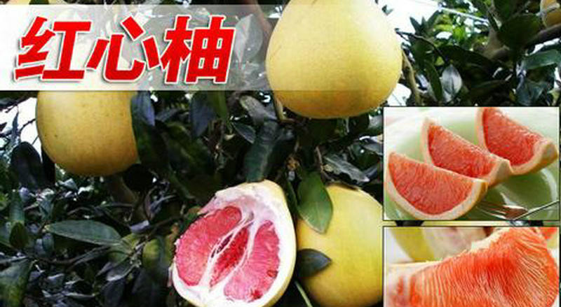 井冈蜜柚 井冈蜜柚