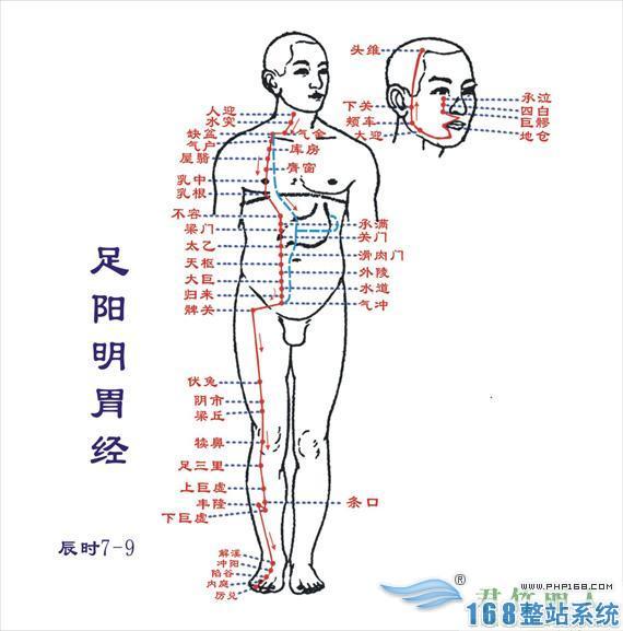 胃经 胃经