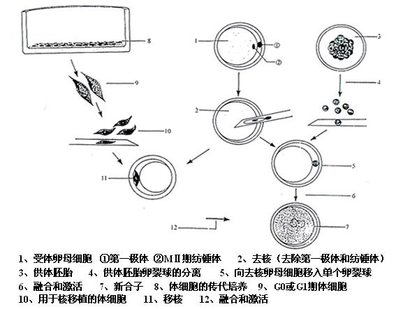 细胞核移植技术 细胞核移植技术