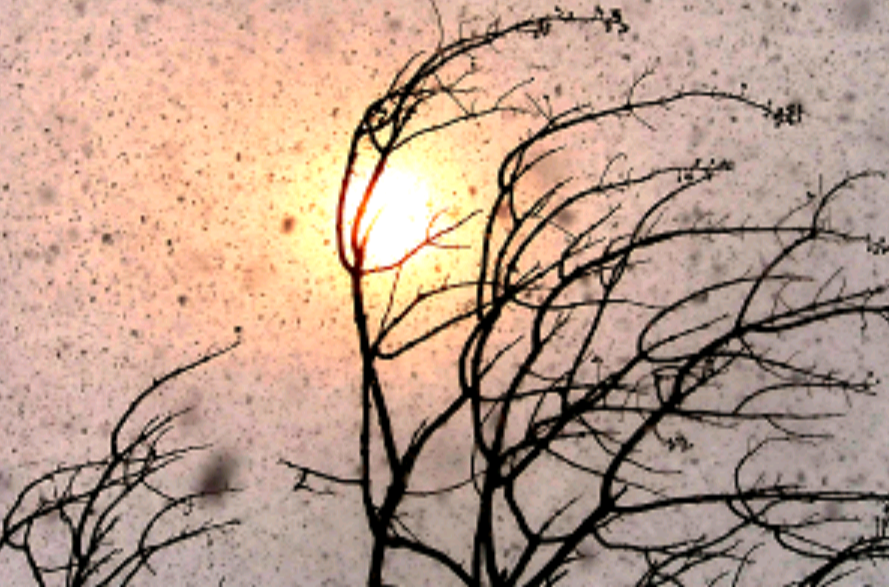 太阳雪(自然现象) 太阳雪(自然现象)