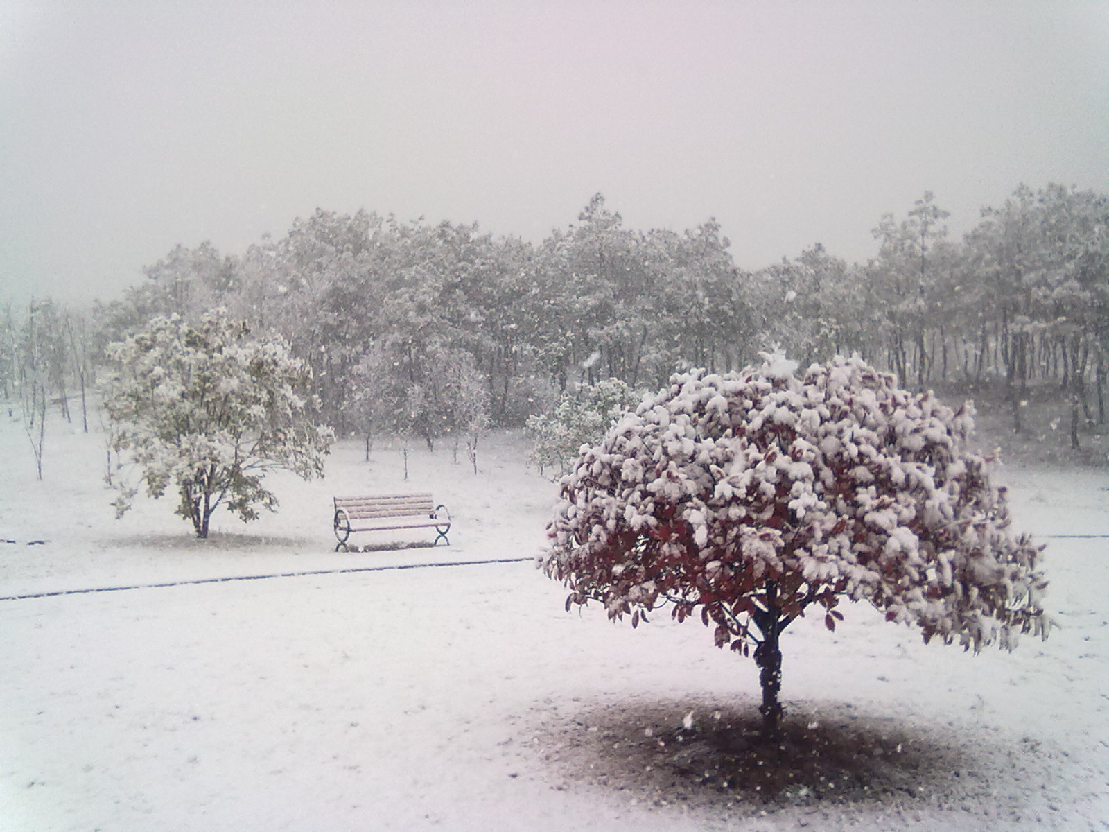 中雪-大雪 中雪-大雪