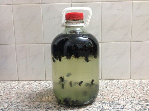 地黄蜂 地黄蜂