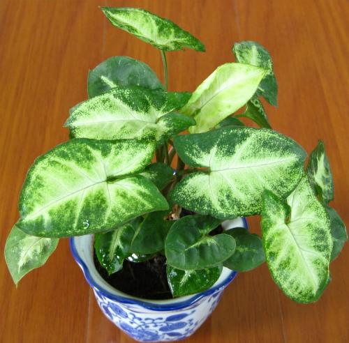 白蝴蝶合果芋 白蝴蝶合果芋