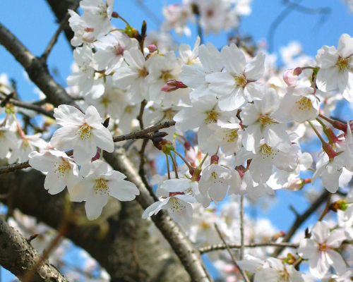 樱花 樱花