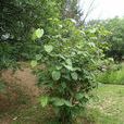 夏蜡梅(植物) 夏蜡梅(植物)