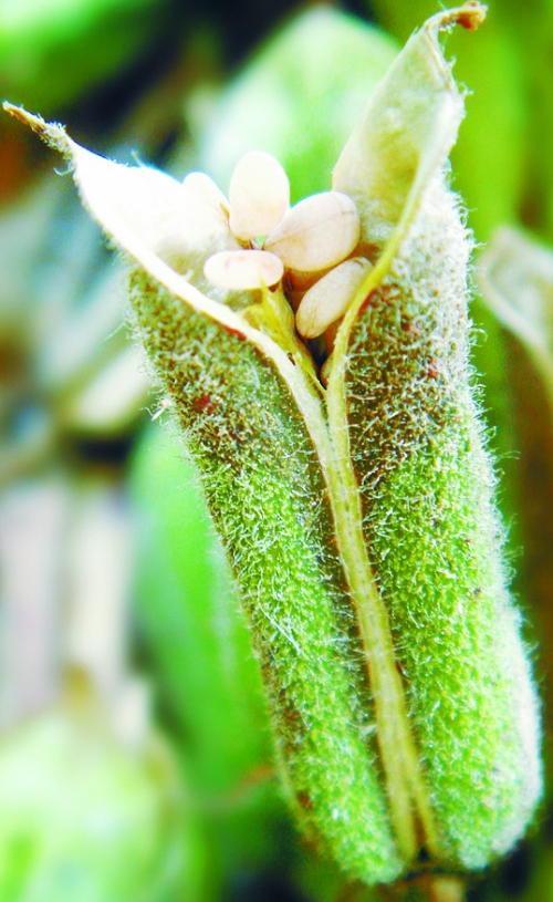 平舆白芝麻 平舆白芝麻