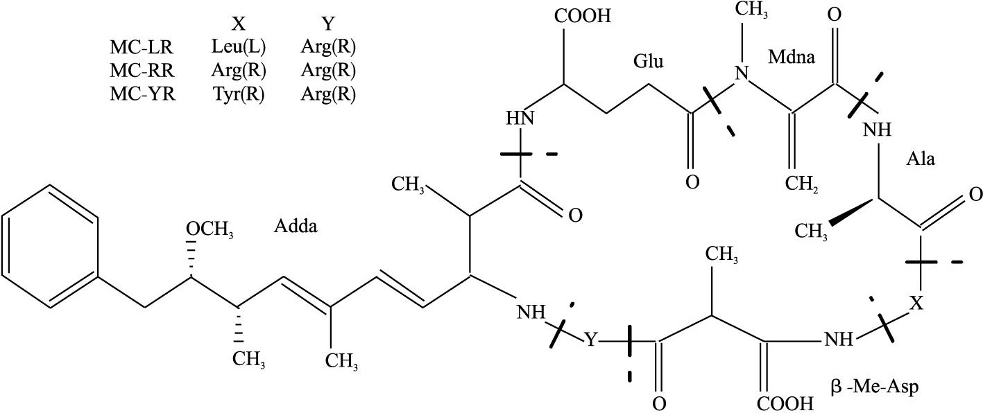 微囊藻素分子结构 微囊藻素分子结构