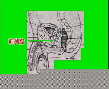 前列腺结构图 前列腺结构图