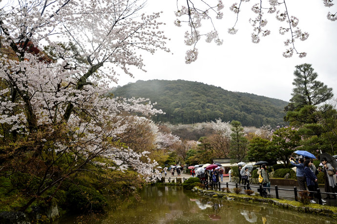 樱花节(日本樱花节) 樱花节(日本樱花节)