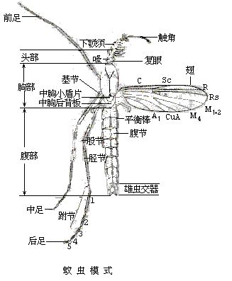 蚊科 蚊科