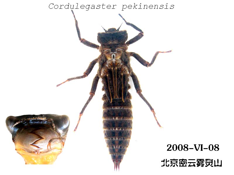 水虿 水虿
