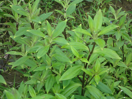 龙胆 龙胆