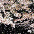 北京玉渊潭公园第26届樱花节 北京玉渊潭公园第26届樱花节