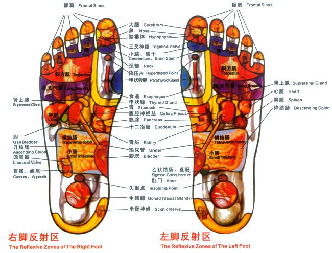 脚底反射区 脚底反射区