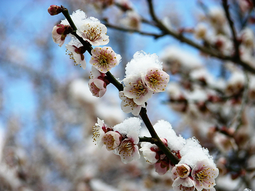 白梅花 白梅花