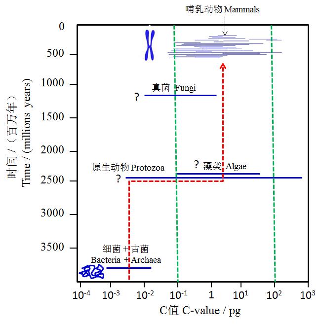 图4 原核生物和真核生物基因组大小的比较
