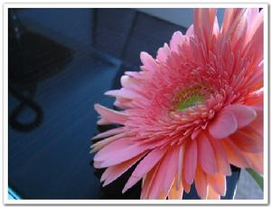 幸福花 幸福花