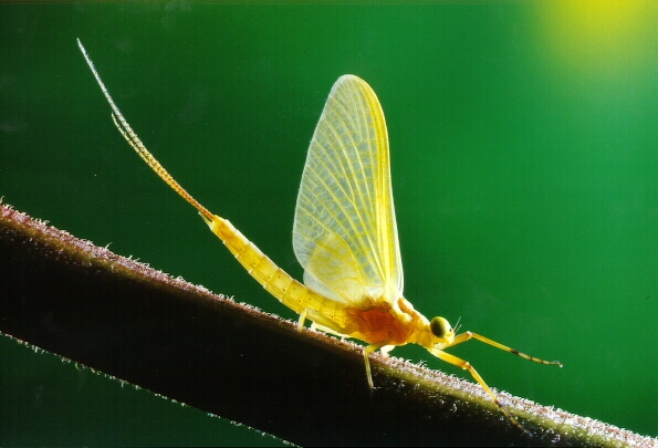 蜉蝣亚成虫 蜉蝣亚成虫