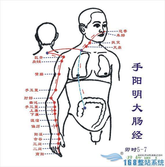 大肠经 大肠经