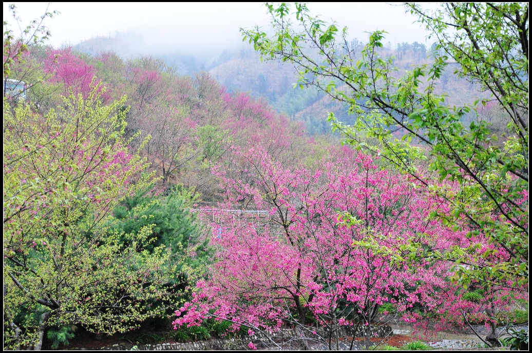 新丰樱花峪 新丰樱花峪