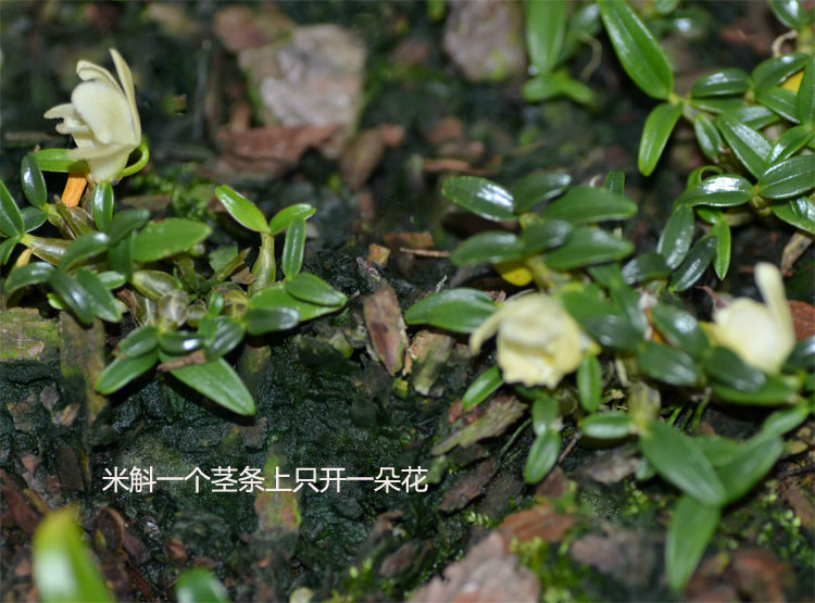米斛 米斛