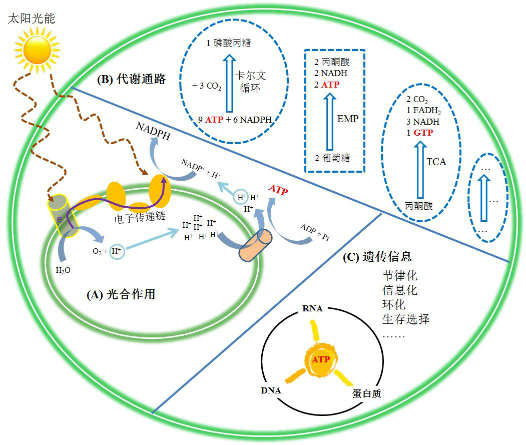 ATP在细胞中位于生化系统的中心 ATP在细胞中位于生化系统的中心