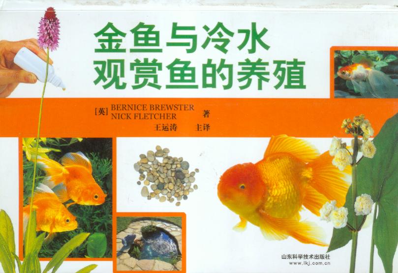 金鱼与冷水观赏鱼的养殖 金鱼与冷水观赏鱼的养殖