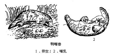 哺乳纲 哺乳纲