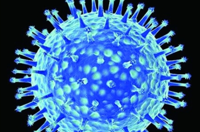 H7N7 H7N7