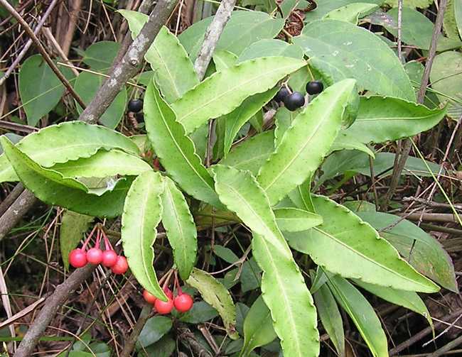 百两金(八爪金龙(紫金牛科植物)) 百两金(八爪金龙(紫金牛科植物))