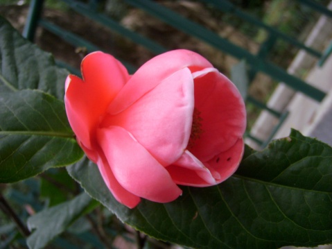 茶海棠 茶海棠