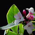 瑞香花(桃金孃目瑞香科植物) 瑞香花(桃金孃目瑞香科植物)