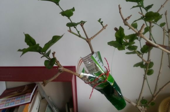 压条繁殖 压条繁殖