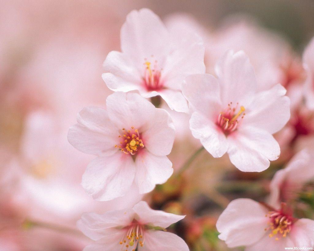 sakura(来自日语中的罗马音) sakura(来自日语中的罗马音)