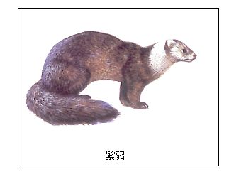 哺乳纲 哺乳纲