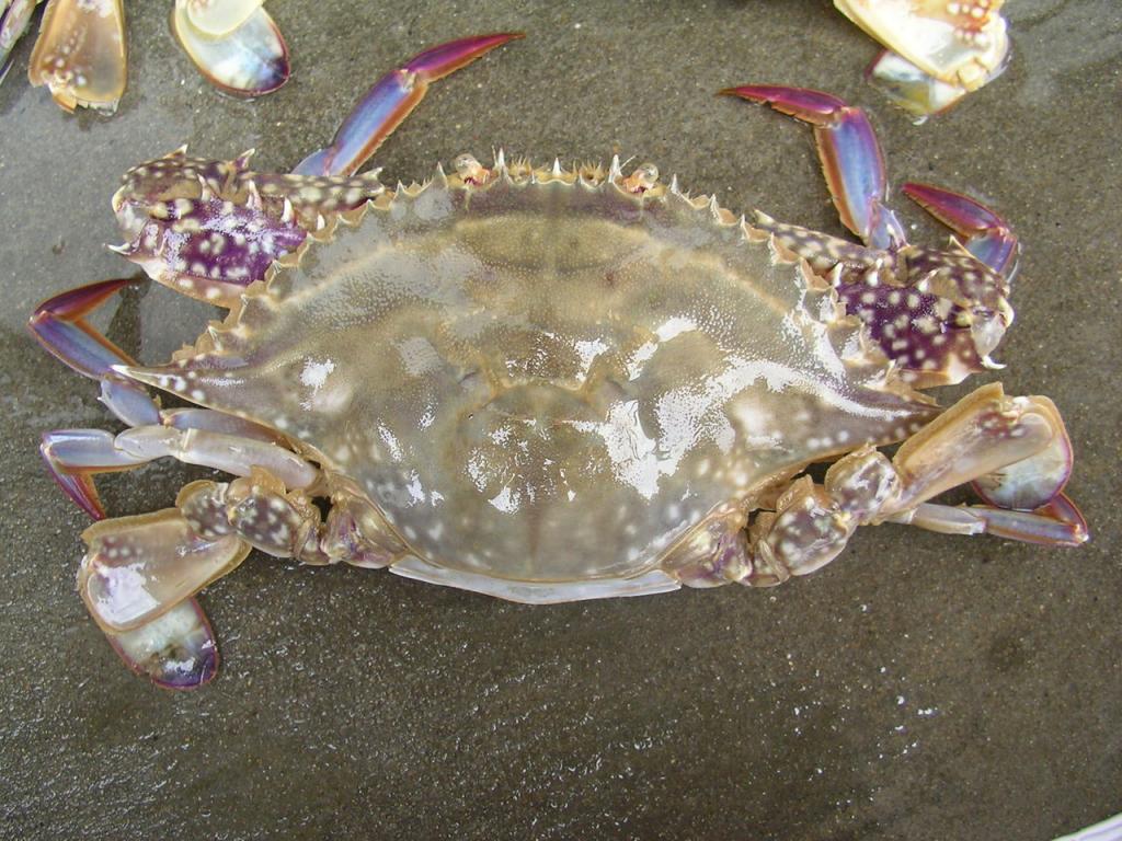梭子蟹科 梭子蟹科