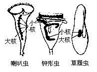 大核 大核