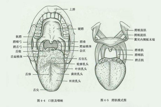 齶 齶
