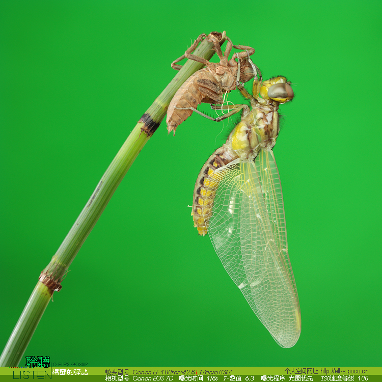 水虿 水虿