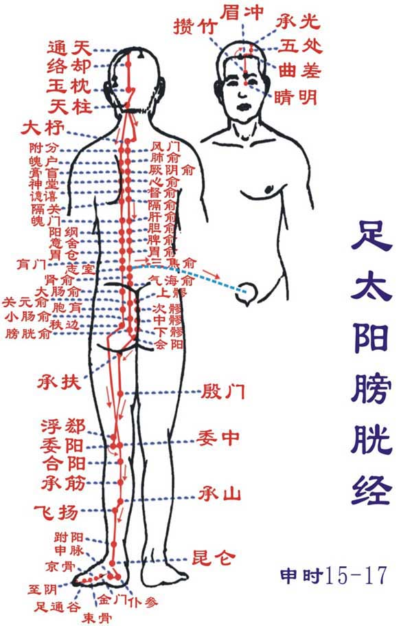 膀胱经 膀胱经