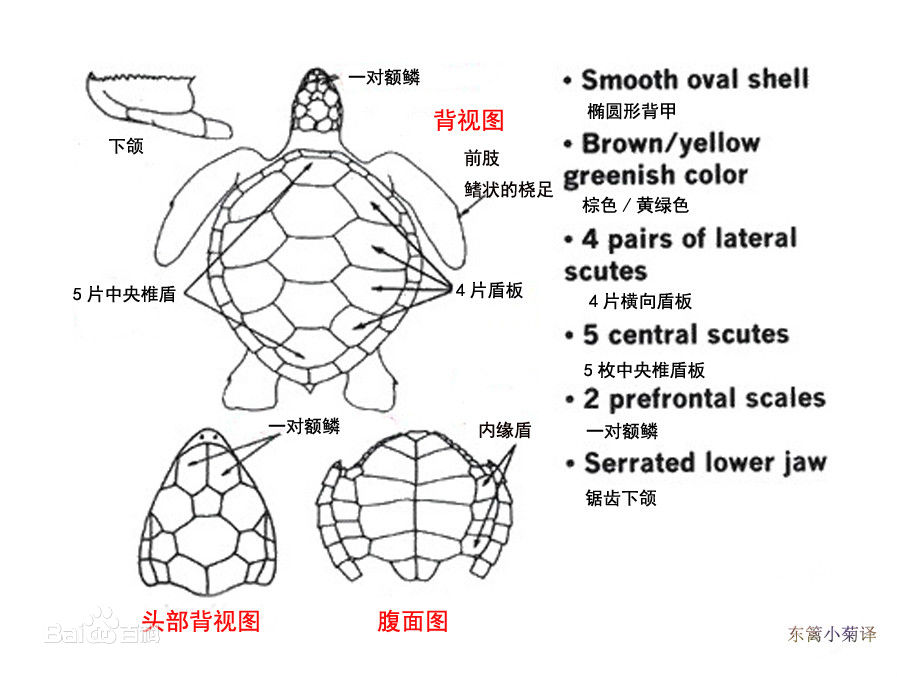绿海龟外部结构图 绿海龟外部结构图
