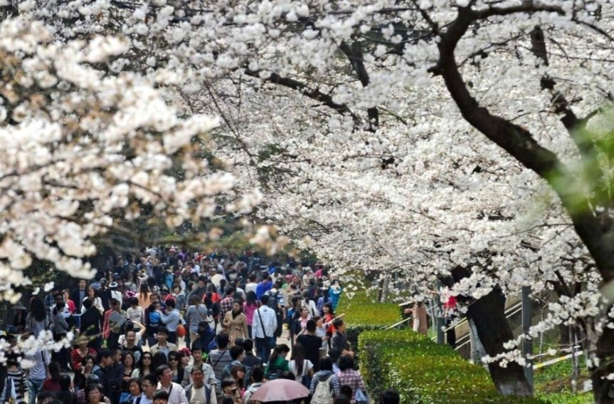 武汉大学樱花 武汉大学樱花