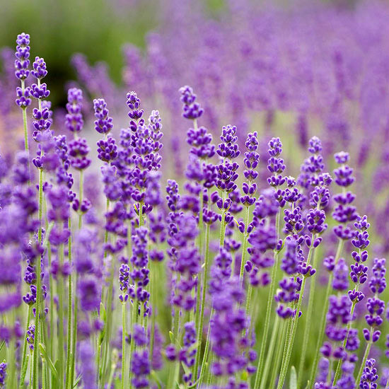 lavender\x27s blue(英国民谣) lavender\x27s blue(英国民谣)