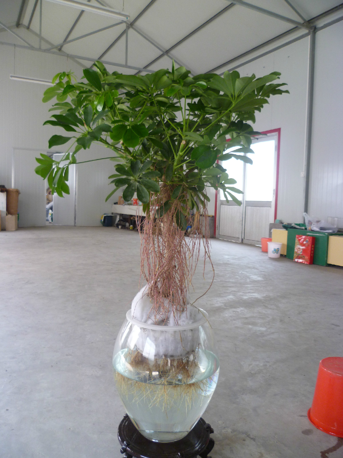 水培花叶鹅掌柴 水培花叶鹅掌柴
