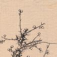 吴昌硕1919年作墨梅图 吴昌硕1919年作墨梅图