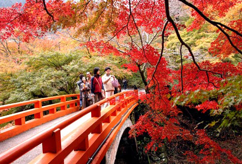 日本红叶 日本红叶