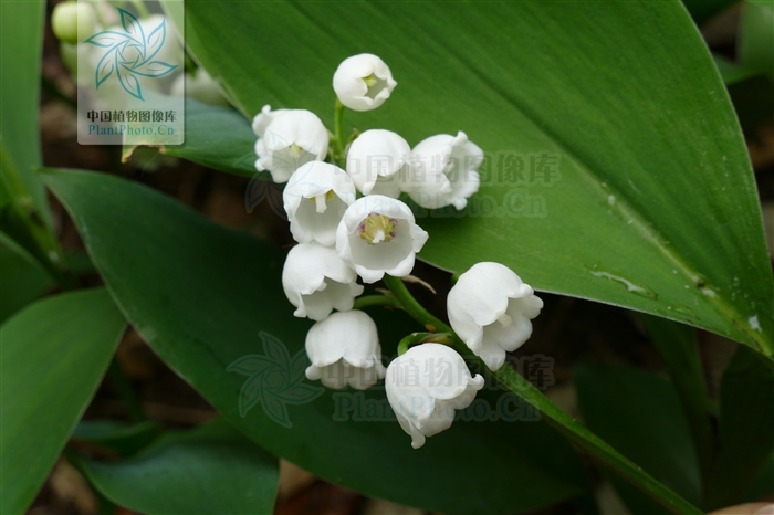 白花铃兰 白花铃兰