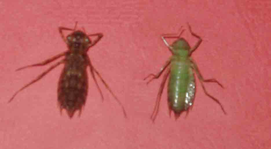 水虿 水虿