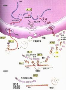 蛋白质合成 蛋白质合成